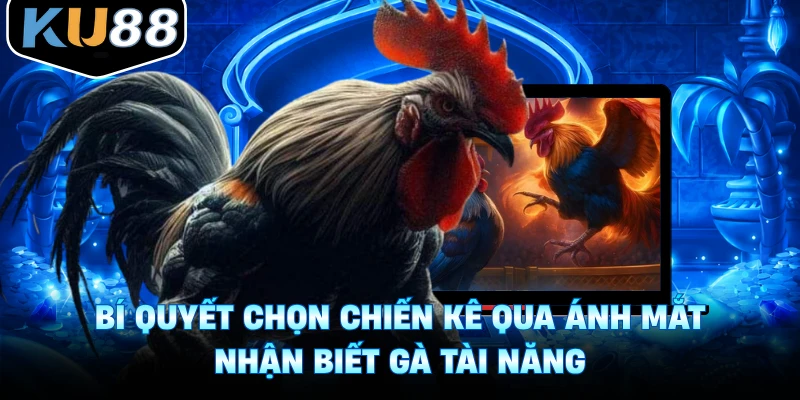 Bí quyết chọn chiến kê qua ánh mắt dễ hiểu