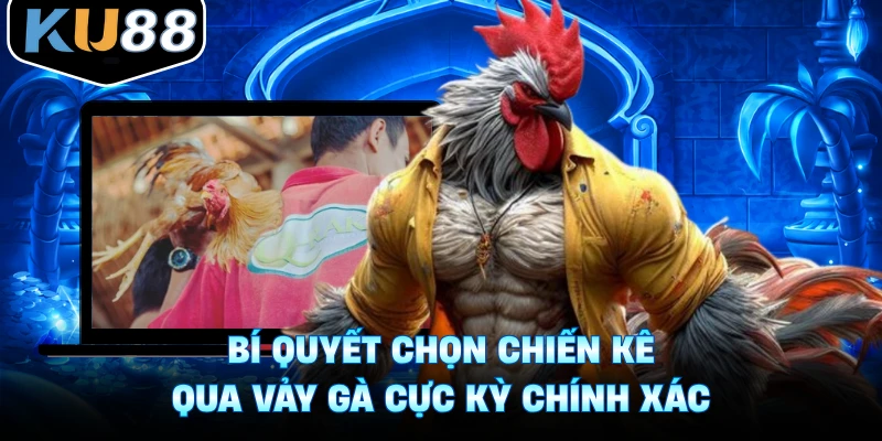 Bí Quyết Chọn Chiến Kê Qua Vảy Gà Cực Kỳ Chính Xác