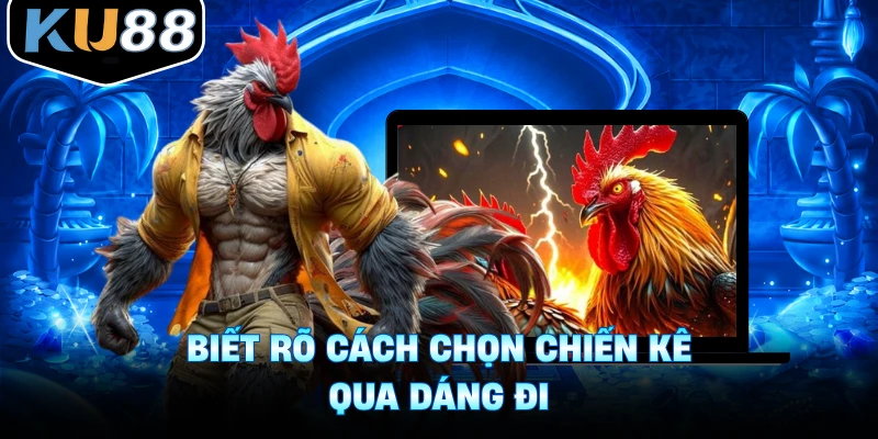 Biết rõ cách chọn chiến kê qua dáng đi