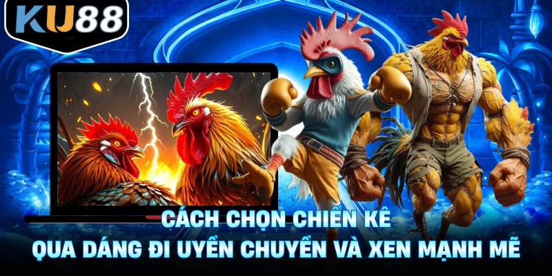 Cách Chọn Chiến Kê Qua Dáng Đi Uyển Chuyển Và Xen Mạnh Mẽ