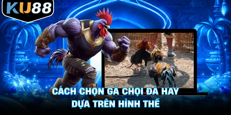 Cách chọn gà chọi đá hay dựa trên hình thể