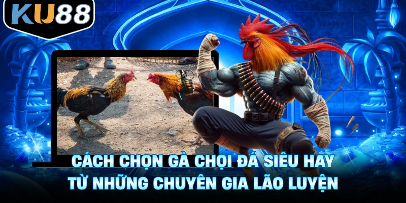 Cách Chọn Gà Chọi Đá Siêu Hay Từ Những Chuyên Gia Lão Luyện