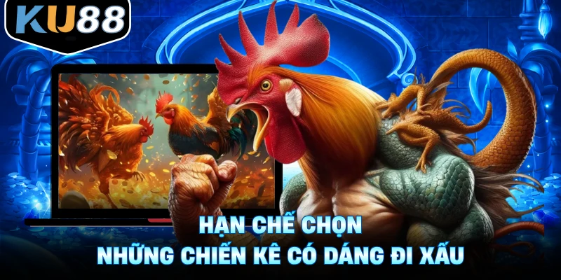 Hạn chế chọn những chiến kê có dáng đi xấu
