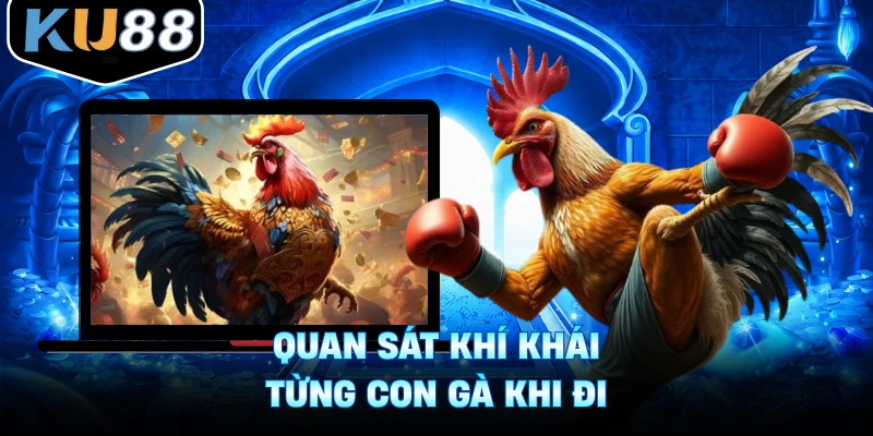 Quan sát khí khái từng con gà khi đi
