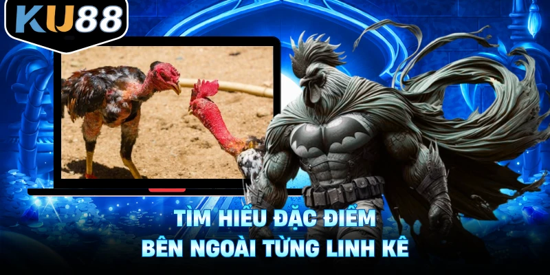 Tìm hiểu đặc điểm bên ngoài từng linh kê
